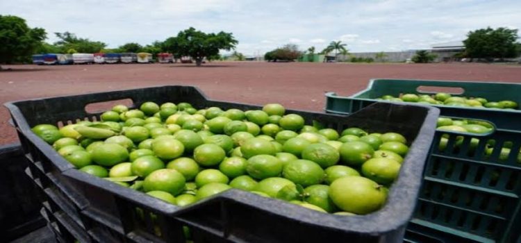 Peleas de narcos golpean a limoneros en Michoacán y amenaza distribución en el país