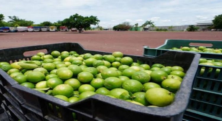 Peleas de narcos golpean a limoneros en Michoacán y amenaza distribución en el país
