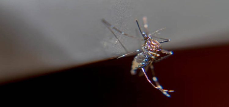 Se registran 18 casos de dengue en Morelia