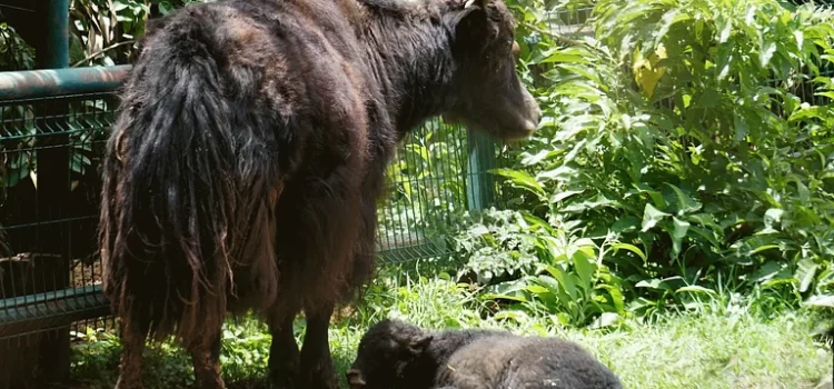 Nace el primer yak en el Zoo de Morelia