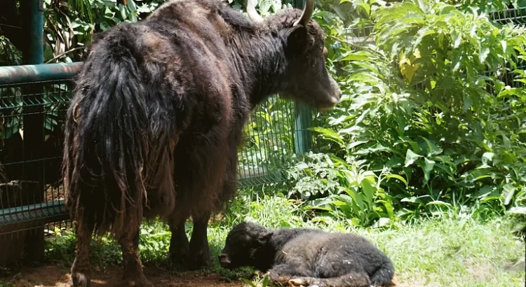 Nace el primer yak en el Zoo de Morelia