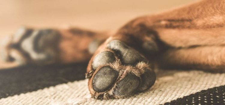 Balean a perrito tras defender a sus dueños de un asalto en Michoacán