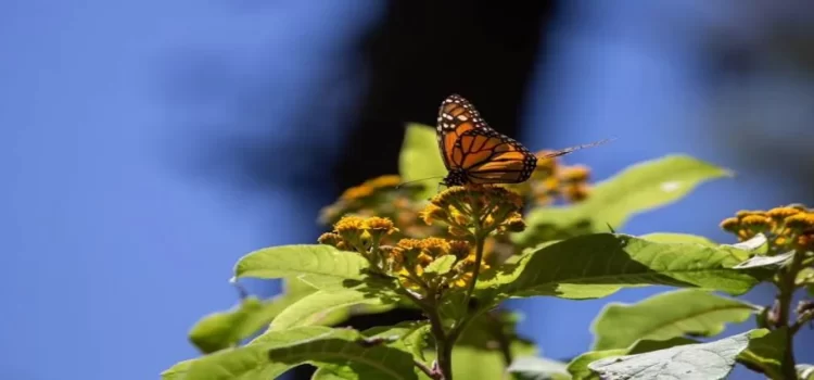 Michoacán espera medio millón de visitantes en santuarios de la mariposa Monarca