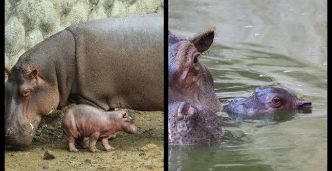 Nace hipopótamo del Nilo en el Zoo de Morelia