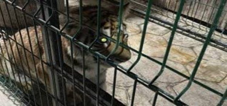 Rescatan un cachorro de león, una pantera y un tigre tras cateo en Michoacán
