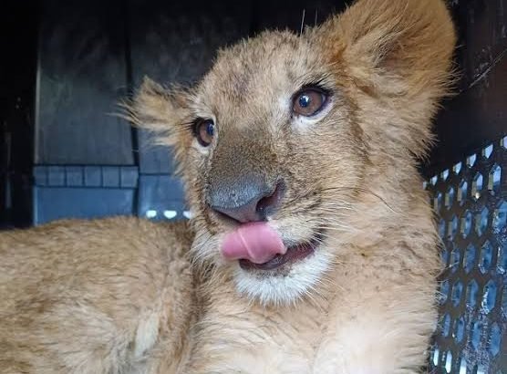Llegan al zoológico de Morelia los 3 felinos rescatados