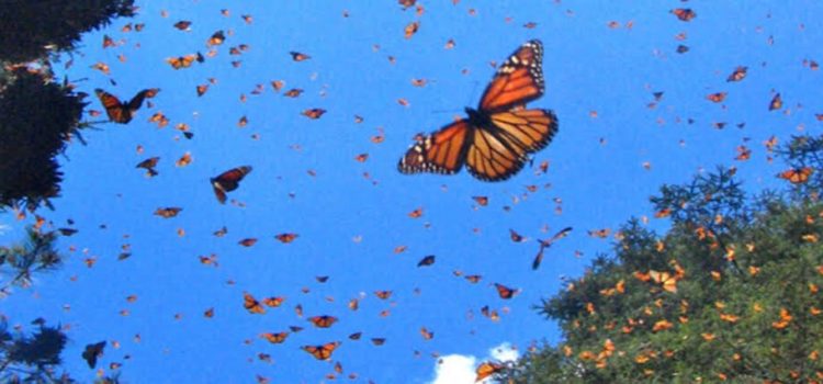 Arriban mariposas monarca a Michoacán