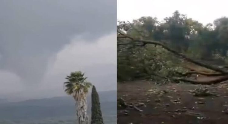 Tornado en Michoacán deja severos daños en huertas de aguacate