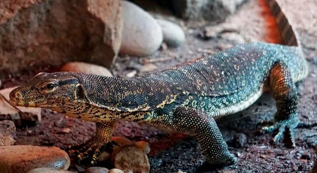 Descubre al fascinante monitor de agua en el zoo de Morelia