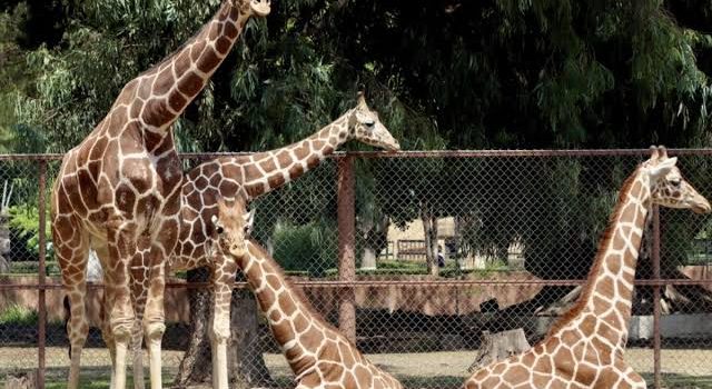 Zoológico de Morelia amplía horario estas vacaciones