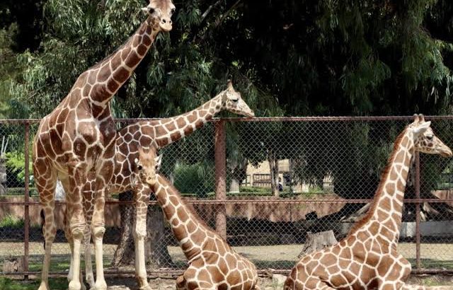 Zoológico de Morelia amplía horario estas vacaciones