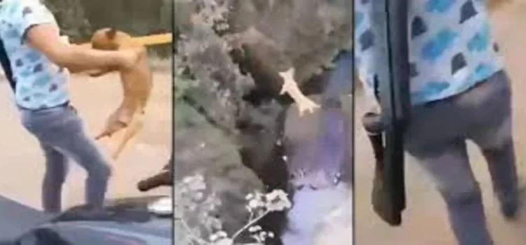 Joven arroja a perro desde un puente y le dispara en Peribán, Michoacán