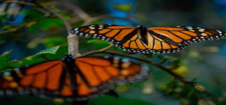 Mariposas monarcas en Michoacán, sin afectaciones ante heladas por frente frío