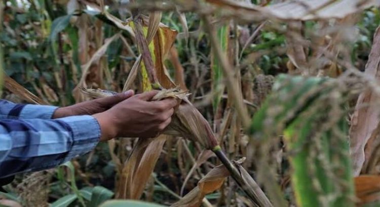 Ganaderos y agricultores de Michoacán, afectados por sequía