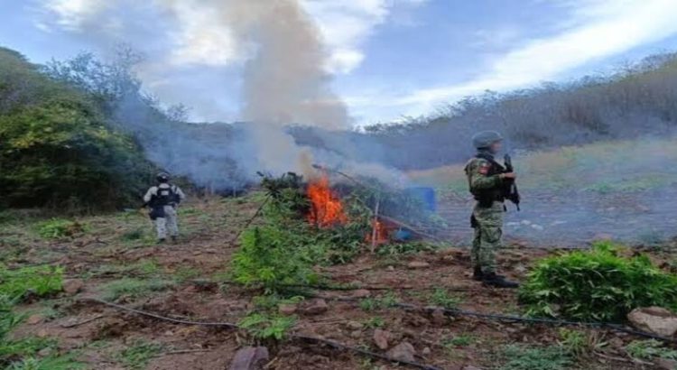 GN y Ejército destruyen 21 mil 900 plantas de marihuana en Michoacán