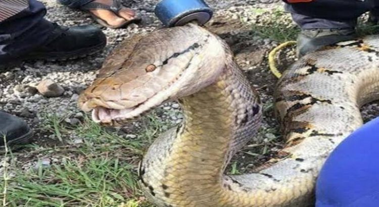 Abandonan boa en avenida de Lázaro Cárdenas, Michoacán