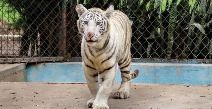 Una tigresa de Bengala blanca, la nueva integrante en el zoo de Morelia
