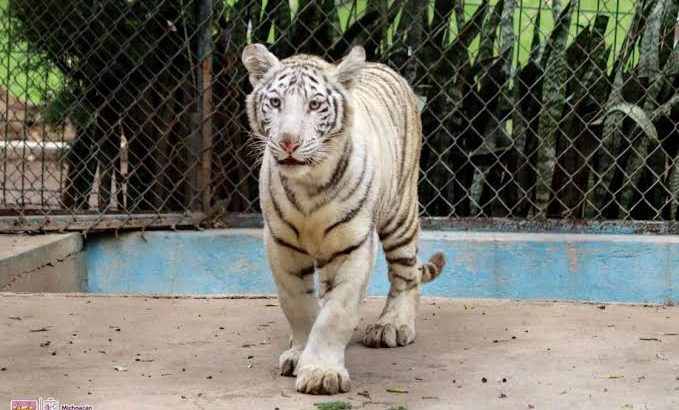 Una tigresa de Bengala blanca, la nueva integrante en el zoo de Morelia