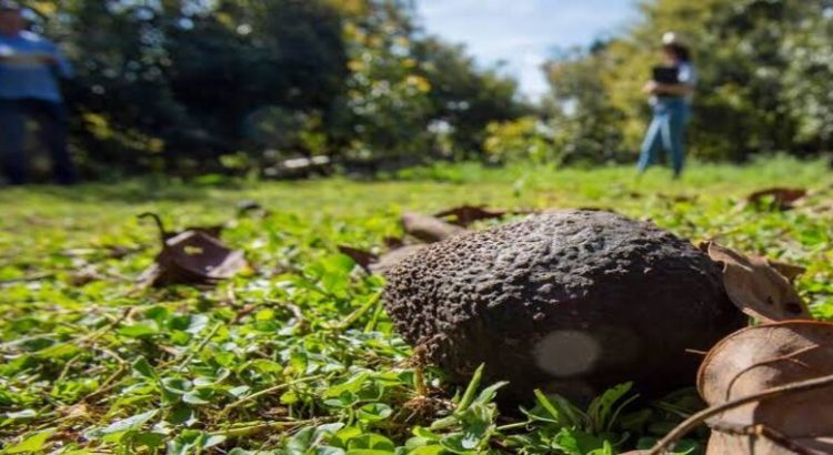 Limitarían exportación de aguacate de huertas ilegales en Michoacán