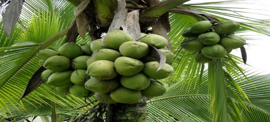 Michoacán destaca como segundo productor de coco en México