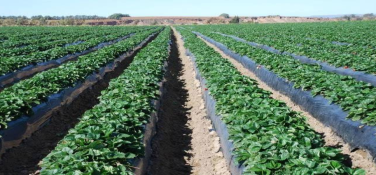 Michoacán, sin afectaciones en cultivos por bajas temperaturas