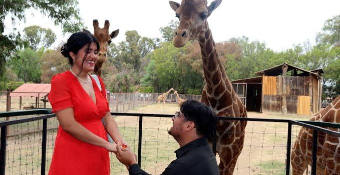 Jirafas son testigos de bodas en el zoológico de Morelia