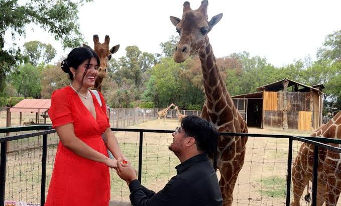 Jirafas son testigos de bodas en el zoológico de Morelia