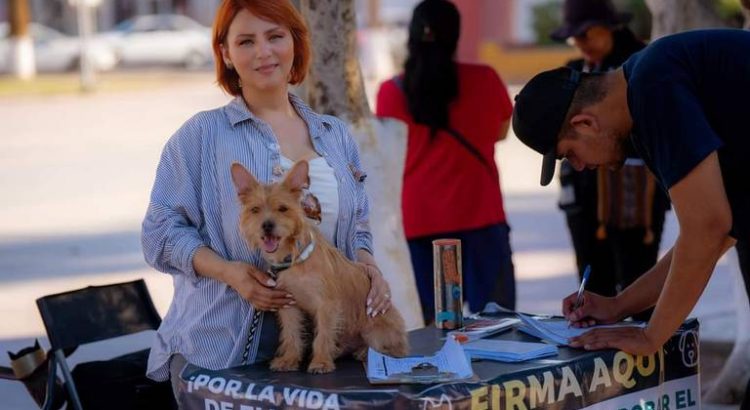 Buscan reunir 300 kg de croquetas para apoyar a refugios caninos