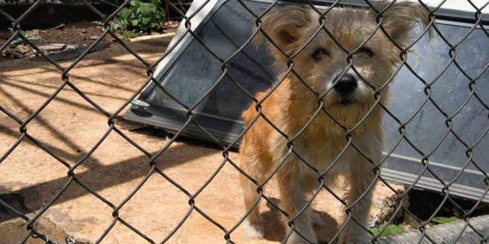 En 4 años, incrementa un 2,900% abandono de mascotas en Morelia
