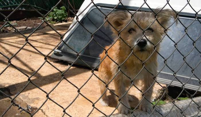 En 4 años, incrementa un 2,900% abandono de mascotas en Morelia