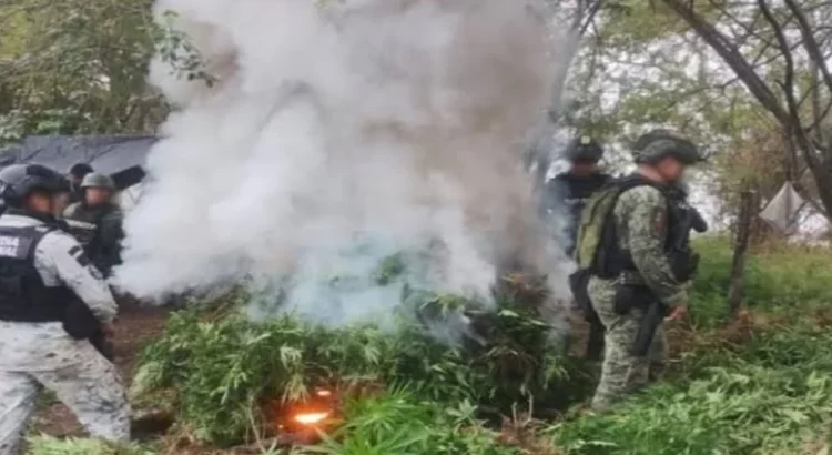 Incineran más de 36 mil plantas de marihuana en Michoacán
