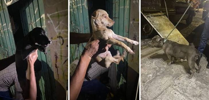 Detienen a sujeto por maltratar a 14 perros en Morelia