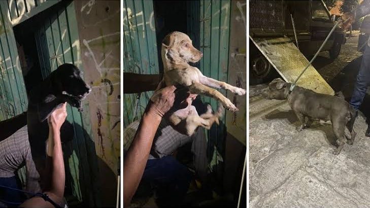 Detienen a sujeto por maltratar a 14 perros en Morelia