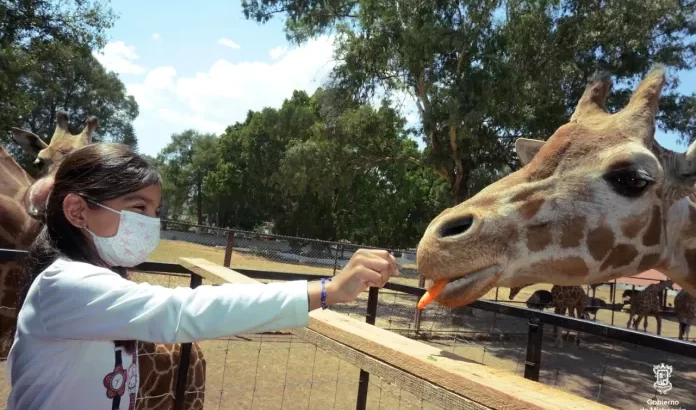 Por período vacacional esperan más de 30 mil visitantes en el Zoo de Morelia