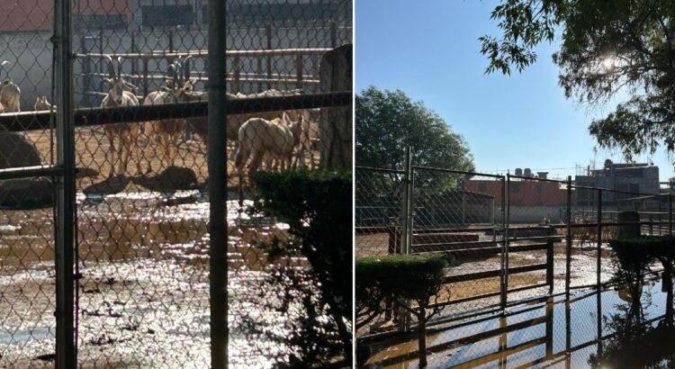 Zoológico de Morelia denuncia que derrame de agua contaminada pone en riesgo a más de 50 animales