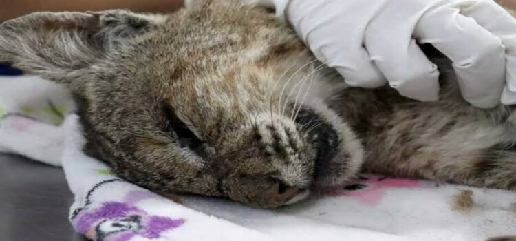 Zoológico de Morelia rescata y rehabilita a lince rojo herido de bala en Michoacán