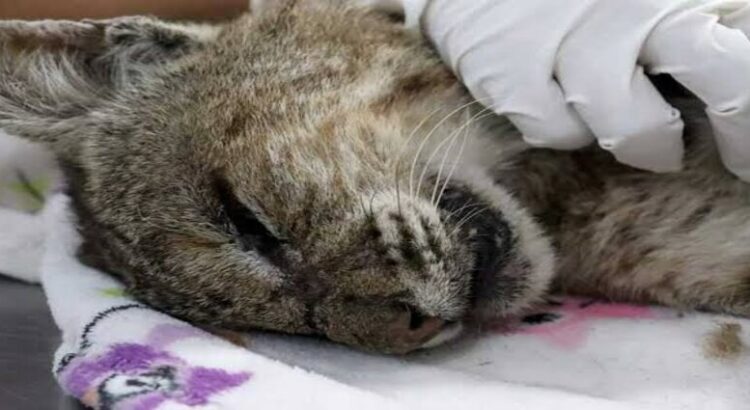 Zoológico de Morelia rescata y rehabilita a lince rojo herido de bala en Michoacán