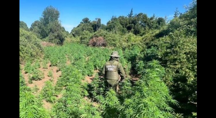 Destruyen más de 60 mil plantas de marihuana en Michoacán