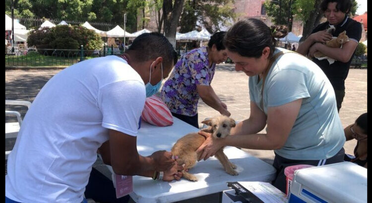 Van más de 6 mil vacunas antirrábicas aplicadas en Michoacán