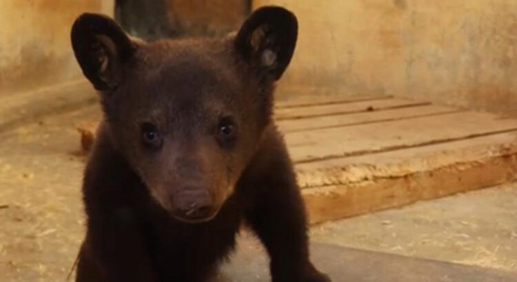 Nace osezno en el Zoológico de Morelia