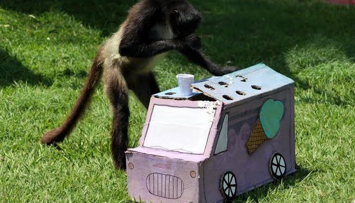 Zoo de Morelia refresca a monos araña con helados por onda de calor