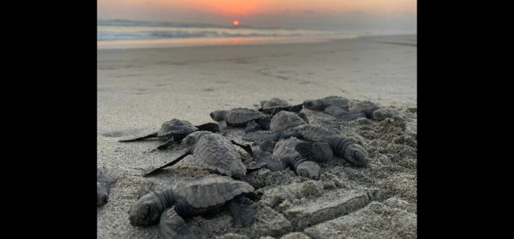 Se liberaron 2.4 millones de crías de tortuga marina en playas de Michoacán