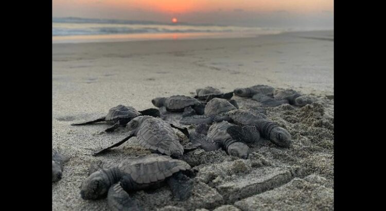 Se liberaron 2.4 millones de crías de tortuga marina en playas de Michoacán