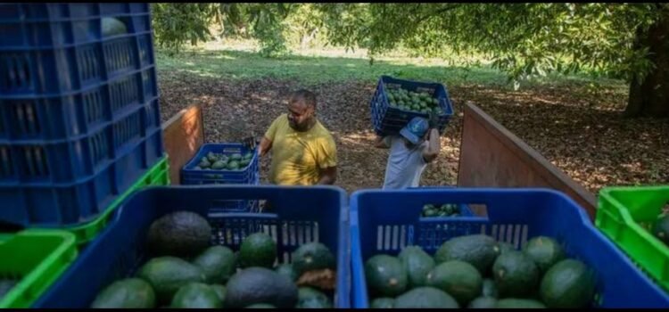 Así fue el robo de más de 40 mil kilos de aguacate en Michoacán