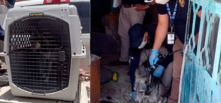 Perro muere en azotea, catean inmueble y hallan otro ejemplar moribundo en Morelia
