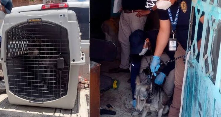 Perro muere en azotea, catean inmueble y hallan otro ejemplar moribundo en Morelia