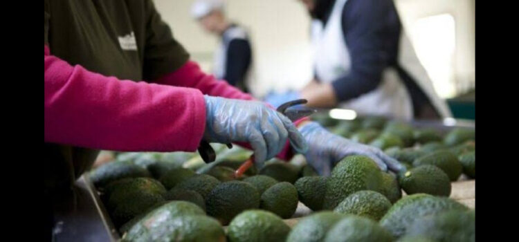 Estados Unidos frenó la importación de aguacate tras agresión contra inspectores en Michoacán