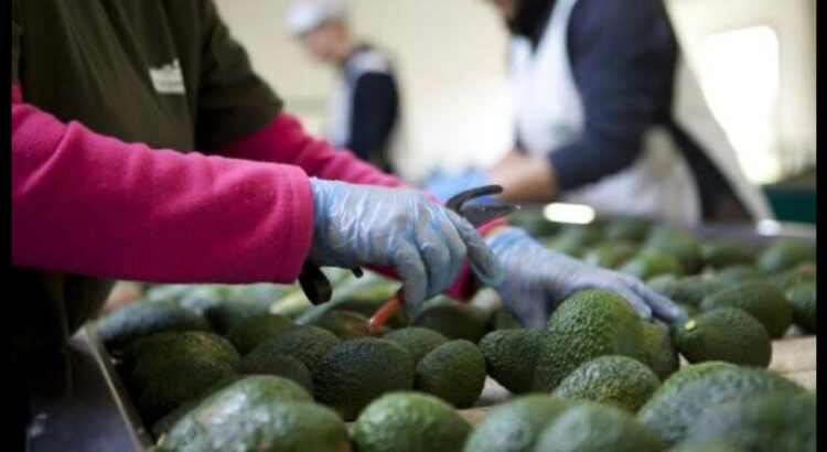 Estados Unidos frenó la importación de aguacate tras agresión contra inspectores en Michoacán