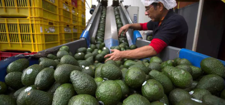 Estados Unidos suspende importación de aguacates y mangos de Michoacán tras incidente de seguridad