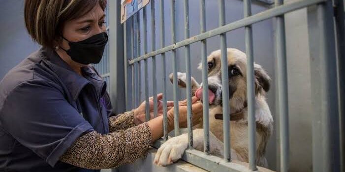 Morelia: concursan por recursos para remodelar centros de atención animal